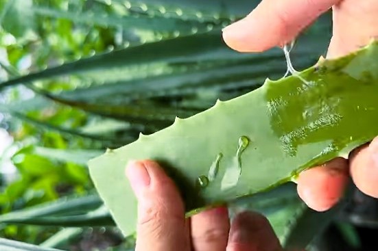 Aloe vera gel for eyebrow growth
