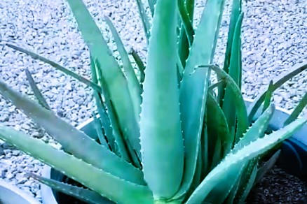 Aloe vera gel for eyebrow growth