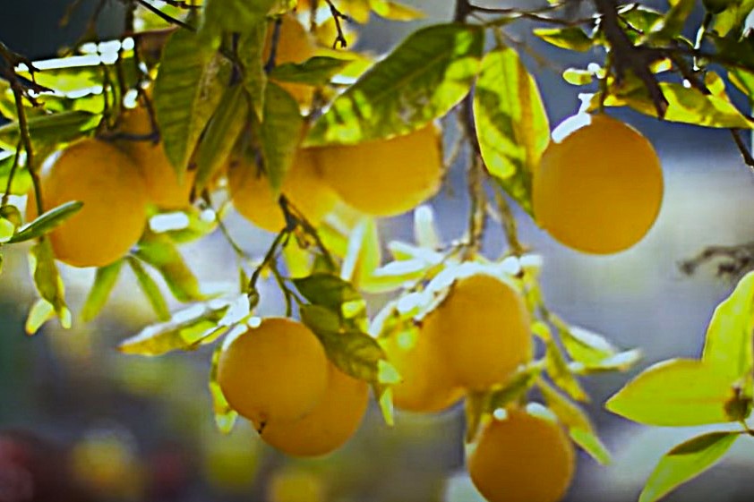 Lemon Water for Belly Fat