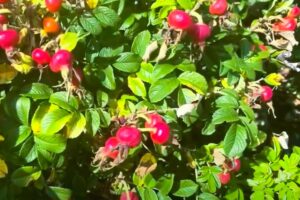 Best way to apply rosehip oil for acne scars